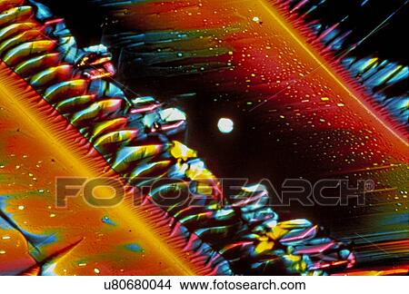 Picture - Light micrograph (LM) of Gamma-aminobutyric acid (GABA) crystals. An inhibitory central nervous system neurotransmitter secreted in the spinal cord, the cerebral cortex and the cerebellum. Magnification: x40 when shortest axis printed at 25 millimetres.. Fotosearch