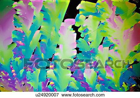 Light micrograph (LM) of Vancomycin (antibiotic) crystals. Vancomycin is an antibiotic used in the prophylaxis and treatment of infections caused by Gram-positive bacteria. It acts by inhibiting proper cell wall synthesis. It is a branched tricyclic,... View Large Photo Image Stock Photo - Light micrograph (LM) of Vancomycin (antibiotic) crystals. Vancomycin is an antibiotic used in the prophylaxis and treatment of infections caused by Gram-positive bacteria. It acts by inhibiting proper cell wall synthesis. It is a branched tricyclic,.... Fotosearch