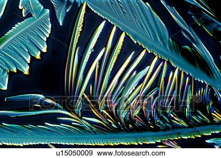 Light micrograph (LM) of Vitamin C (ascorbic acid) crystals. Ascorbic acid is an organic acid found in citrus fruits and an antioxidant also known as vitamin C. Primates (including humans) and a few other species, such as the guinea pig, cannot... View Large Photo Image Stock Photo - Light micrograph (LM) of Vitamin C (ascorbic acid) crystals. Ascorbic acid is an organic acid found in citrus fruits and an antioxidant also known as vitamin C. Primates (including humans) and a few other species, such as the guinea pig, cannot.... Fotosearch
