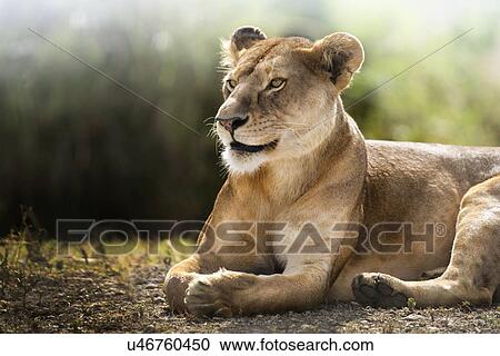 Stock Image - Lioness lying down resting, Ngorogoro, Tanzania.. Fotosearch