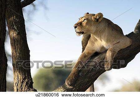 Lioness sitting on a tree branch and looking away. Tanzania. View Large Photo Image Stock Photograph - Lioness sitting on a tree branch and looking away. Tanzania.. Fotosearch