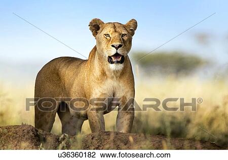 Stock Image - Lioness standing and looking towards the camera. Serengeti, Tanzania.. Fotosearch