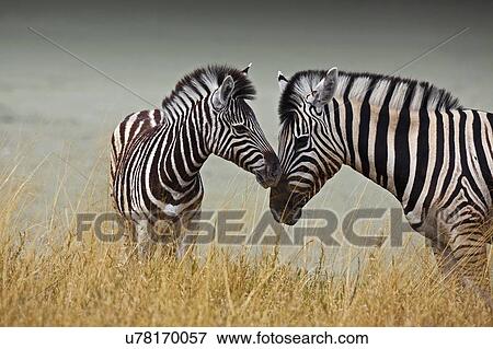 Stock Photo - Mother and baby zebra. Etosha Pan, Namibia.. Fotosearch