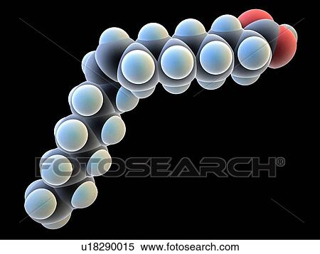 Oleic acid. Computer model of a molecule of oleic acid, a monounsaturated fatty acid. Atoms are represented as spheres and are colour-coded: carbon (dark grey, hydrogen (blue) and oxygen (red). Oleic acid is the main constituent of olive oil. It is... View Large Photo Image Stock Photography - Oleic acid. Computer model of a molecule of oleic acid, a monounsaturated fatty acid. Atoms are represented as spheres and are colour-coded: carbon (dark grey, hydrogen (blue) and oxygen (red). Oleic acid is the main constituent of olive oil. It is.... Fotosearch