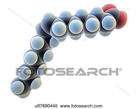 Stock Photography - Oleic acid. Computer model of a molecule of oleic acid, a monounsaturated fatty acid. Atoms are represented as spheres and are colour-coded: carbon (dark grey, hydrogen (blue) and oxygen (red). Oleic acid is the main constituent of olive oil. It is.... Fotosearch