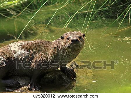 Otter View Large Photo Image Stock Image - Otter. Fotosearch