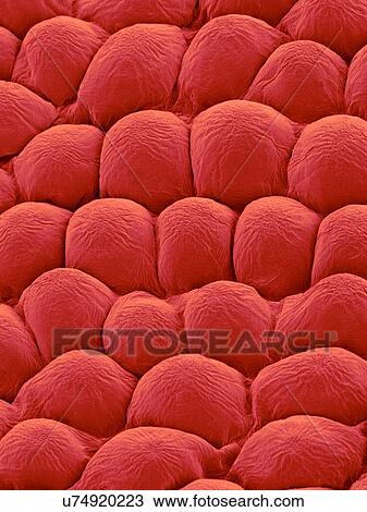 Papillae on the upper surface of a rose flower petal (Rosa sp), coloured scanning electron micrograph (SEM). Papillae are projections from epidermal cells and in the rose they are conical in shape. The papillae surface is often covered in a thin layer... View Large Photo Image Stock Image - Papillae on the upper surface of a rose flower petal (Rosa sp), coloured scanning electron micrograph (SEM). Papillae are projections from epidermal cells and in the rose they are conical in shape. The papillae surface is often covered in a thin layer.... Fotosearch
