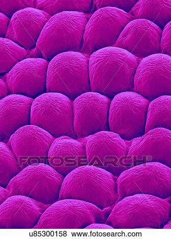 Stock Photo - Papillae on the upper surface of a rose flower petal (Rosa sp), coloured scanning electron micrograph (SEM). Papillae are projections from epidermal cells and in the rose they are conical in shape. The papillae surface is often covered in a thin layer.... Fotosearch