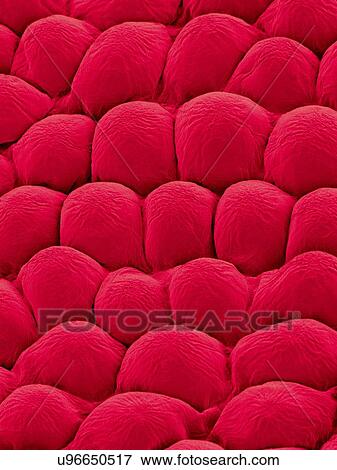 Stock Photo - Papillae on the upper surface of a rose flower petal (Rosa sp), coloured scanning electron micrograph (SEM). Papillae are projections from epidermal cells and in the rose they are conical in shape. The papillae surface is often covered in a thin layer.... Fotosearch