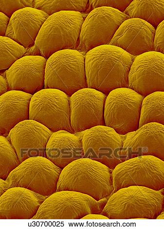 Stock Photography - Papillae on the upper surface of a rose flower petal (Rosa sp), coloured scanning electron micrograph (SEM). Papillae are projections from epidermal cells and in the rose they are conical in shape. The papillae surface is often covered in a thin layer.... Fotosearch