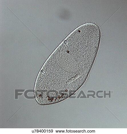 Phase contrast light micrograph of Paramecium. (Paramecium multimicronuleatum), a ciliate protozoan, with oral groove (right side of cell), no food vacuoles, two contractile vacuoles (left side of cell; no radiating channels), nucleus (centre) and... View Large Photo Image Stock Photo - Phase contrast light micrograph of Paramecium. (Paramecium multimicronuleatum), a ciliate protozoan, with oral groove (right side of cell), no food vacuoles, two contractile vacuoles (left side of cell; no radiating channels), nucleus (centre) and.... Fotosearch
