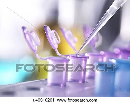 Stock Image - Pipetting samples into Eppendorf tubes.. Fotosearch