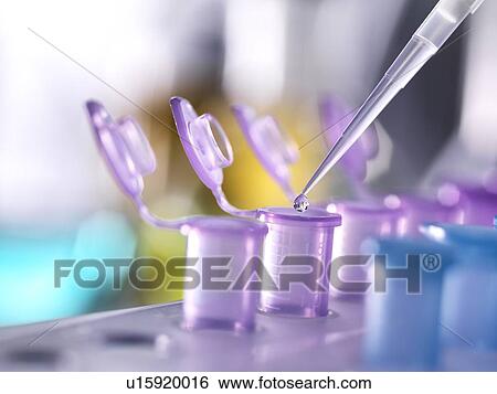 Pipetting samples into Eppendorf tubes. View Large Photo Image Stock Photograph - Pipetting samples into Eppendorf tubes.. Fotosearch