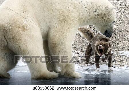 Stock Image - Polar bear and aggressive eskimo dog. Churchill, Canada.. Fotosearch