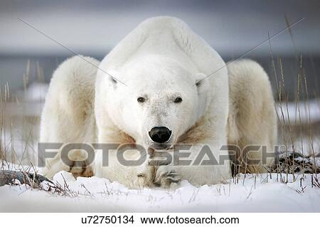Polar bear lying on the ice. Churchill, Canada. View Large Photo Image Picture - Polar bear lying on the ice. Churchill, Canada.. Fotosearch