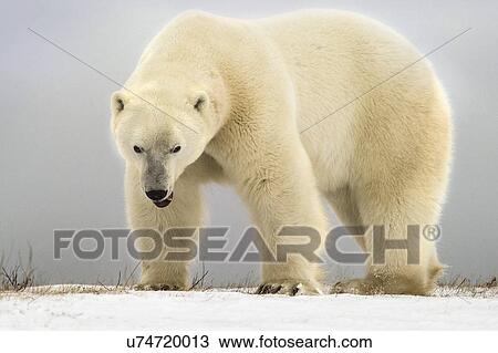 Stock Image - Polar bear, Manitoba, Canada.. Fotosearch