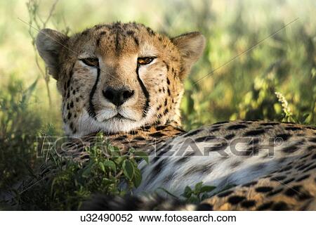 Portrait of a cheetah resting. Serengeti, Tanzania. View Large Photo Image Stock Image - Portrait of a cheetah resting. Serengeti, Tanzania.. Fotosearch