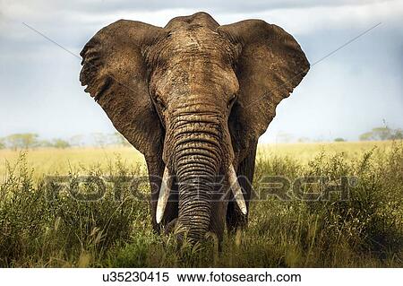 Portrait of an African elephant in the grass. Serengeti, Tanzania. View Large Photo Image Stock Photography - Portrait of an African elephant in the grass. Serengeti, Tanzania.. Fotosearch