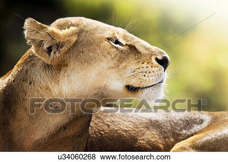 Portrait of lioness looking away. Ngorongoro, Tanzania. View Large Photo Image Stock Photo - Portrait of lioness looking away. Ngorongoro, Tanzania.. Fotosearch