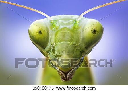 Stock Photography - Praying mantis head, close up.. Fotosearch