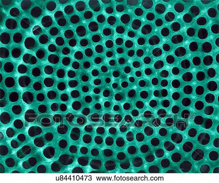 Stock Image - Radiolarian test (marine), coloured scanning electron micrograph (SEM). The hard skeleton surface is composed of silica or strontium sulphate. The Radiolaria (also called Radiozoa) are protozoa that produce intricate mineral skeletons. They are found.... Fotosearch