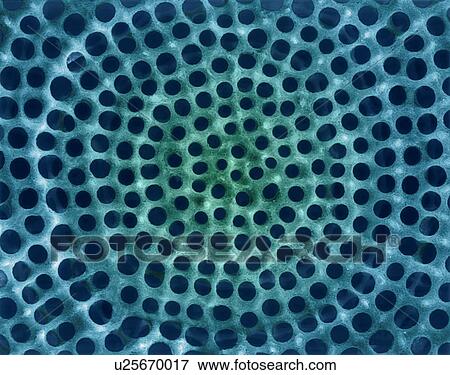 Stock Photo - Radiolarian test (marine), coloured scanning electron micrograph (SEM). The hard skeleton surface is composed of silica or strontium sulphate. The Radiolaria (also called Radiozoa) are protozoa that produce intricate mineral skeletons. They are found.... Fotosearch
