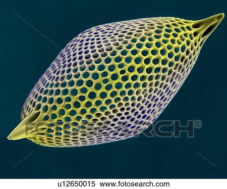 Stock Photography - Radiolarian test (marine), coloured scanning electron micrograph (SEM). The hard skeleton is composed of silica or strontium sulphate. The Radiolaria (also called Radiozoa) are protozoa that produce intricate mineral skeletons. They are found as.... Fotosearch