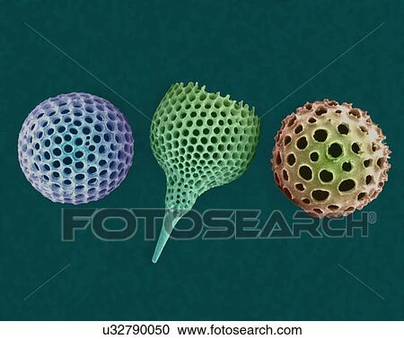 Stock Image - Radiolarian tests (salt water), coloured scanning electron micrograph (SEM). The hard skeletons are composed of silica or strontium sulphate. The Radiolaria (also called Radiozoa) are protozoa that produce intricate mineral skeletons. They are found.... Fotosearch
