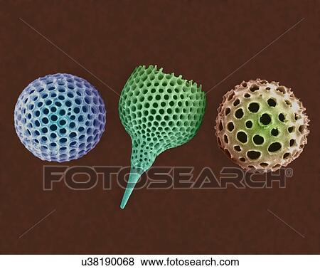 Stock Photo - Radiolarian tests (salt water), coloured scanning electron micrograph (SEM). The hard skeletons are composed of silica or strontium sulphate. The Radiolaria (also called Radiozoa) are protozoa that produce intricate mineral skeletons. They are found.... Fotosearch
