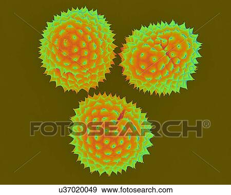 Stock Photo - Ragweed (Ambrosia psilostachya) pollen, coloured scanning electron micrograph (SEM). This pollen is an allergen. Ragweed is a main cause of weed allergies. Ragweed pollen is notorious for causing allergic reactions in humans, specifically allergic.... Fotosearch