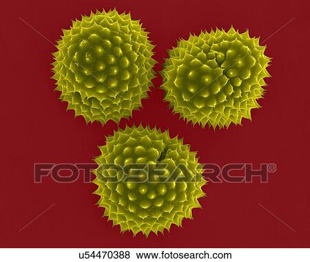 Stock Photo - Ragweed (Ambrosia psilostachya) pollen, coloured scanning electron micrograph (SEM). This pollen is an allergen. Ragweed is a main cause of weed allergies. Ragweed pollen is notorious for causing allergic reactions in humans, specifically allergic.... Fotosearch