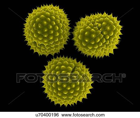 Stock Photograph - Ragweed (Ambrosia psilostachya) pollen, coloured scanning electron micrograph (SEM). This pollen is an allergen. Ragweed is a main cause of weed allergies. Ragweed pollen is notorious for causing allergic reactions in humans, specifically allergic.... Fotosearch