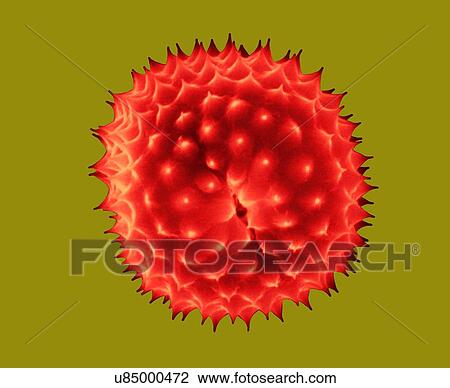 Stock Image - Ragweed pollen, Ambrosia psilostachya, coloured scanning electron micrograph (SEM). This pollen is an allergen. Ragweed is a main cause of weed allergies. Ragweed pollen is notorious for causing allergic reactions in humans, specifically allergic.... Fotosearch