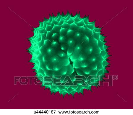 Stock Photo - Ragweed pollen, Ambrosia psilostachya, coloured scanning electron micrograph (SEM). This pollen is an allergen. Ragweed is a main cause of weed allergies. Ragweed pollen is notorious for causing allergic reactions in humans, specifically allergic.... Fotosearch