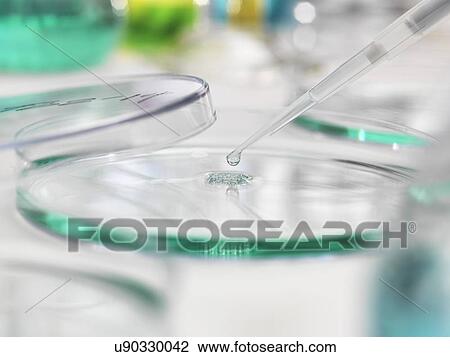 Stock Image - Sample being pipetted into a Petri dish.. Fotosearch