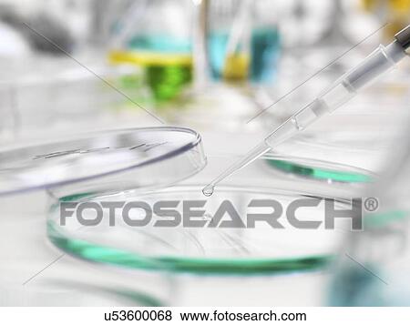 Sample being pipetted into a Petri dish. View Large Photo Image Stock Photo - Sample being pipetted into a Petri dish.. Fotosearch