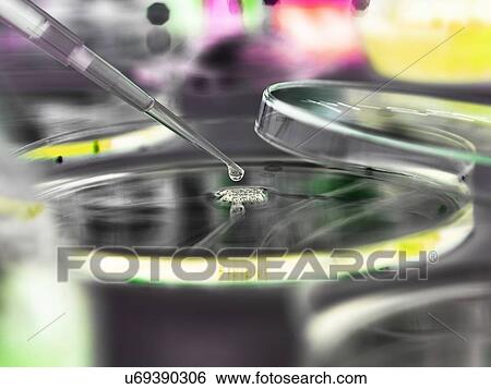 Sample being pipetted into a Petri dish. View Large Photo Image Stock Photograph - Sample being pipetted into a Petri dish.. Fotosearch