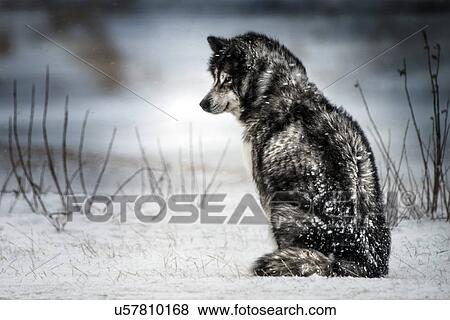 Stock Photo - Siberian husky in the snow. Northern Canada.. Fotosearch