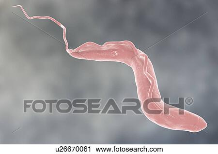 Stock Image - Sleeping sickness. Computer illustration of a trypanosome (Trypanosoma brucei). This protozoan is the cause of sleeping sickness (African trypanosomiasis). It is a vector-borne parasite transmitted by blood- sucking tsetse flies (Glossina sp. ). This.... Fotosearch