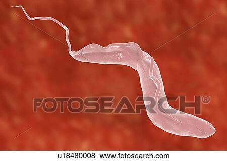 Stock Photo - Sleeping sickness. Computer illustration of a trypanosome (Trypanosoma brucei). This protozoan is the cause of sleeping sickness (African trypanosomiasis). It is a vector-borne parasite transmitted by blood- sucking tsetse flies (Glossina sp. ). This.... Fotosearch