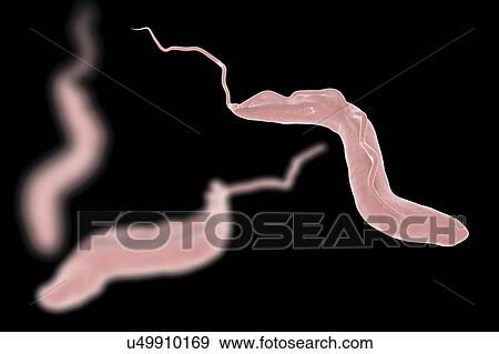 Stock Photo - Sleeping sickness. Computer illustration of a trypanosome (Trypanosoma brucei). This protozoan is the cause of sleeping sickness (African trypanosomiasis). It is a vector-borne parasite transmitted by blood- sucking tsetse flies (Glossina sp. ). This.... Fotosearch