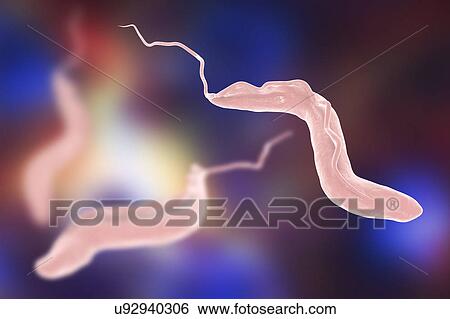 Stock Photograph - Sleeping sickness. Computer illustration of a trypanosome (Trypanosoma brucei). This protozoan is the cause of sleeping sickness (African trypanosomiasis). It is a vector-borne parasite transmitted by blood- sucking tsetse flies (Glossina sp. ). This.... Fotosearch
