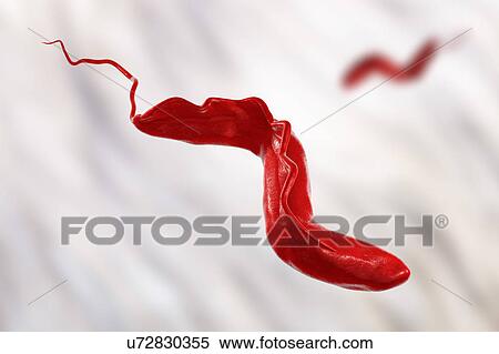 Stock Photography - Sleeping sickness. Computer illustration of a trypanosome (Trypanosoma brucei). This protozoan is the cause of sleeping sickness (African trypanosomiasis). It is a vector-borne parasite transmitted by blood- sucking tsetse flies (Glossina sp. ). This.... Fotosearch