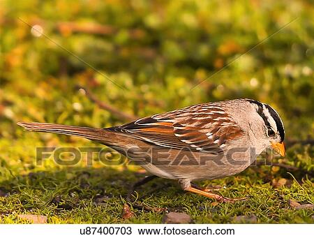 Stock Image - Sparrow. Fotosearch