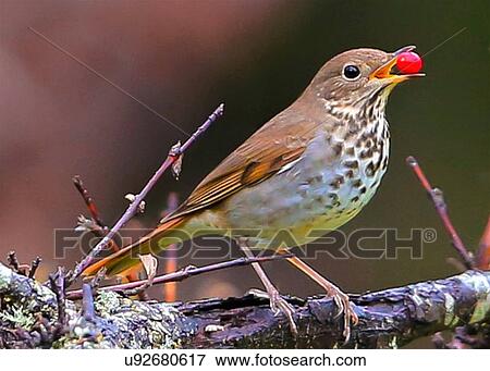 Stock Photo - Sparrow. Fotosearch