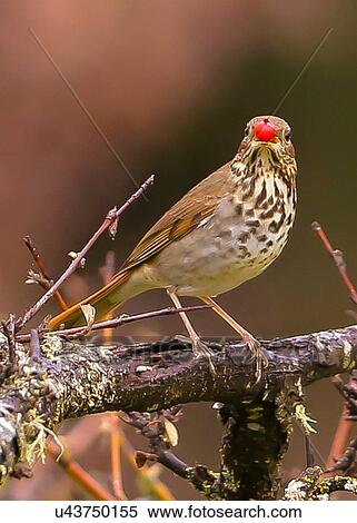 Stock Photography - Sparrow. Fotosearch