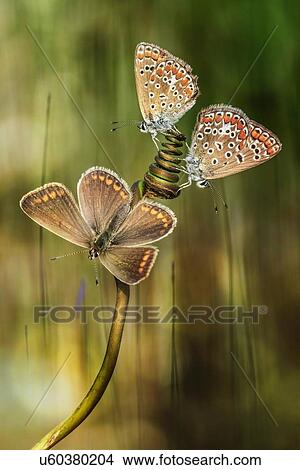 Picture - Three butterflies on a plant stem.. Fotosearch