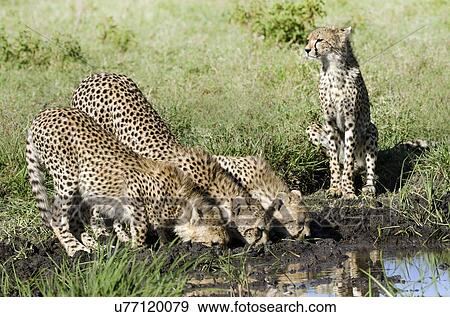Three cheetah cubs and their mother deinking at the water hole. Serengeti, Tanzania. View Large Photo Image Stock Photo - Three cheetah cubs and their mother deinking at the water hole. Serengeti, Tanzania.. Fotosearch
