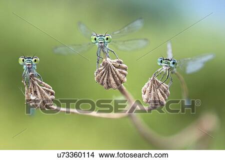 Picture - Three damselflies on a dry flower.. Fotosearch