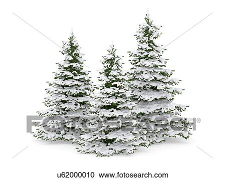 Stock Image - Three pine trees covered in snow.. Fotosearch